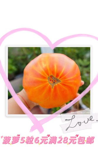 传家宝番茄菠萝种子pineapple  10粒6元口感大番茄可留种28元包邮