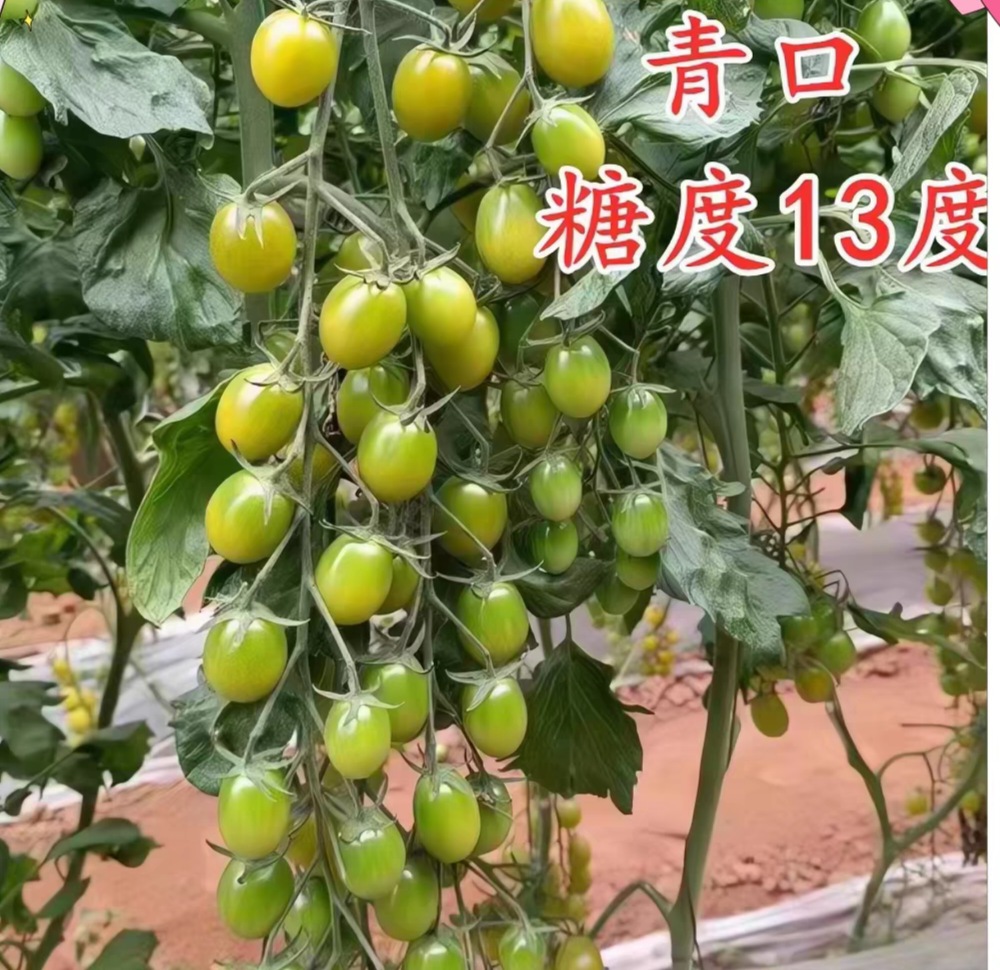F1青口蜜小番茄种子5粒4.3元F1爆花脆甜糖度口感好网红满28元包邮