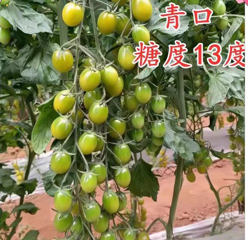 F1青口蜜小番茄种子5粒4.3元F1爆花脆甜糖度口感好网红满28元包邮