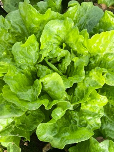 揭阳农研 揭美脆嫩玻璃生菜种籽 甜脆爽口 约2000粒3.9元满28包邮