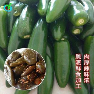 子弹头辣椒种子绿色圆泡椒墨西哥辣椒肉厚 港椒野山椒种子100粒5元