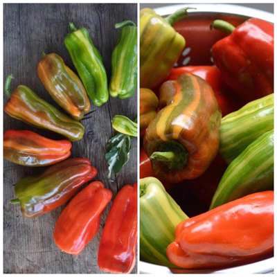 彩虹糖果甜椒种子Candy Cane5粒7元彩色条纹阳台庭院盆栽28元包邮