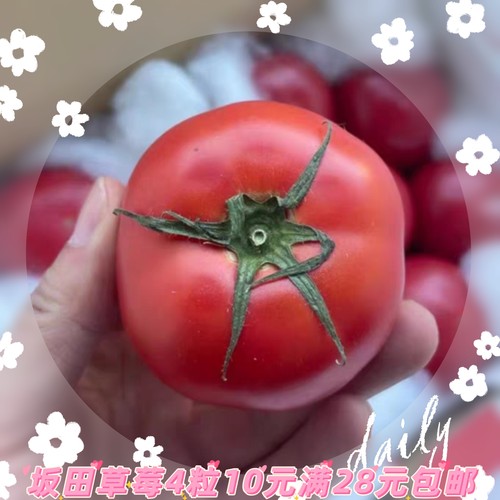 日本坂田草莓番茄种子5粒10元无绿肩满28元包邮
