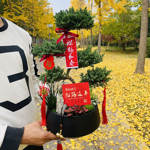 顺丰包邮五层塔松盆景乔迁生日退休礼送长辈祝寿礼物开业真松盆景