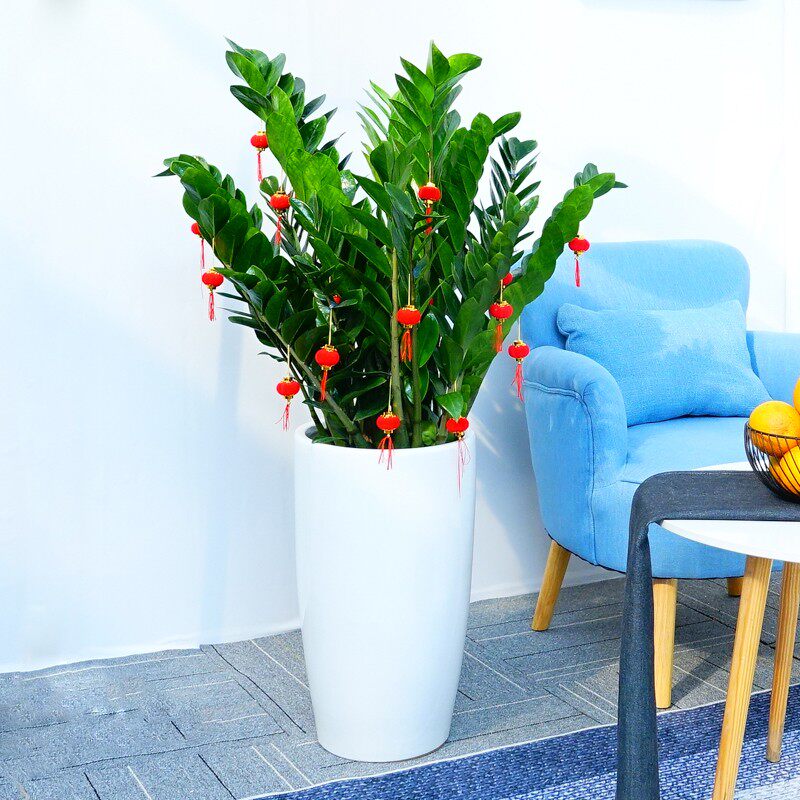 金钱树盆栽摇钱树发财树大型绿植花卉室内客厅乔迁开业送礼吸甲醛