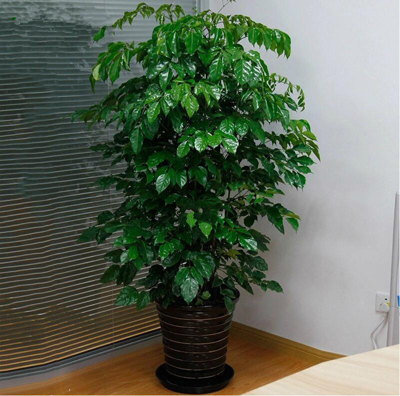 幸福树绿宝 富贵树盆栽植物  吸甲醛净化空气大型绿植花卉办公