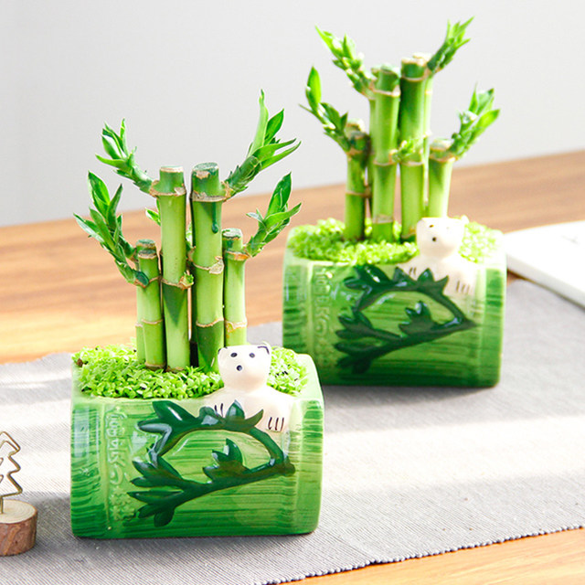 富贵竹步步高节节高竹子小盆栽 室内盆栽组合实拍图发货损耗包赔