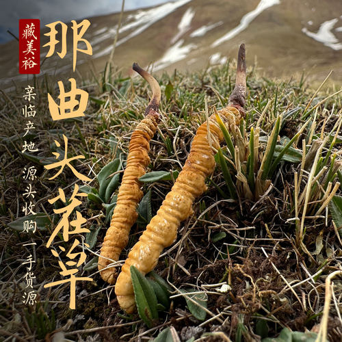 西藏那曲核心产区头期冬虫夏草