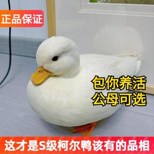 纯种柯尔鸭S级赛级网红可达鸭青年成年宠物鸭活体萌宠幼崽可孵化