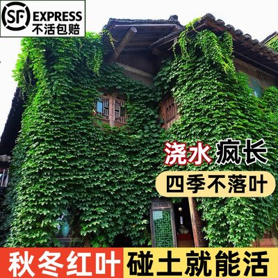 爬山虎苗藤蔓爬藤植物四季常青不落叶庭院藤条五叶三叶爬山虎树苗