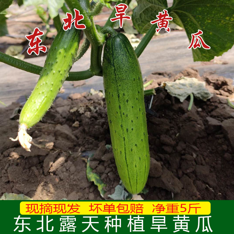 东北旱黄瓜生吃小黄瓜正宗旱黄瓜新鲜蔬菜小青瓜黑龙江黄瓜5斤