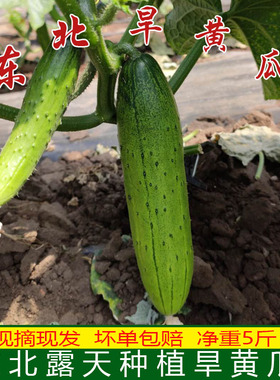 东北旱黄瓜生吃小黄瓜正宗旱黄瓜新鲜蔬菜小青瓜黑龙江黄瓜5斤