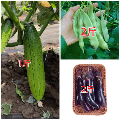 紫茄子旱黄瓜油豆角绿油豆农家蔬菜组合新鲜混搭5斤