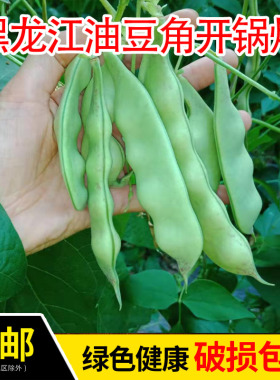 东北油豆角新鲜蔬菜现摘宽油豆黑龙江小油豆紫花油豆5斤包邮
