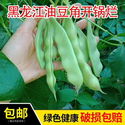 东北油豆角新鲜蔬菜现摘宽油豆黑龙江小油豆紫花油豆5斤包邮