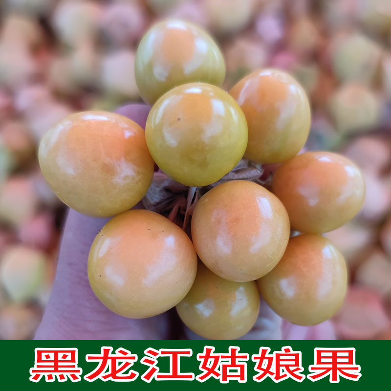 黑龙江菇娘果黄姑娘灯笼果