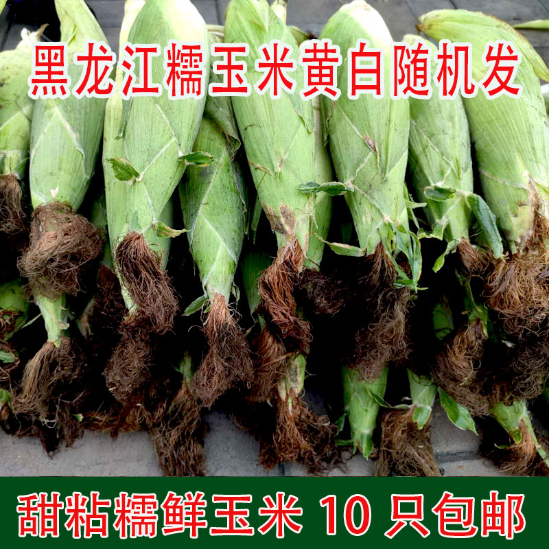 粘苞米青苞米新鲜玉米图片