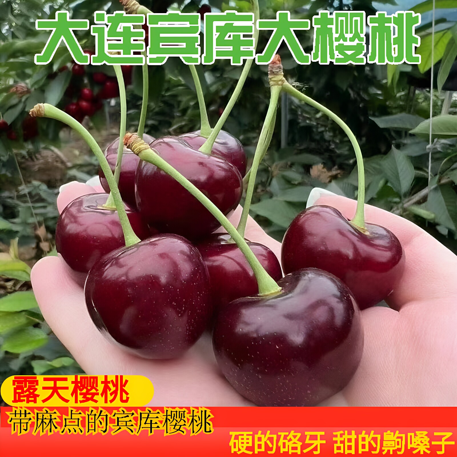 大连露天宾库大樱桃脆甜果园直发