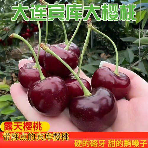 大连露天宾库大樱桃脆甜果园直发