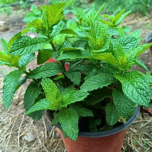 正宗云南大理野生可食用泡茶新鲜老根土薄荷留兰香驱蚊盆栽薄荷