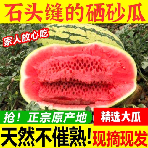 中卫香山硒砂瓜石头瓜靖远高湾旱沙地西瓜特大西瓜包邮现摘现发