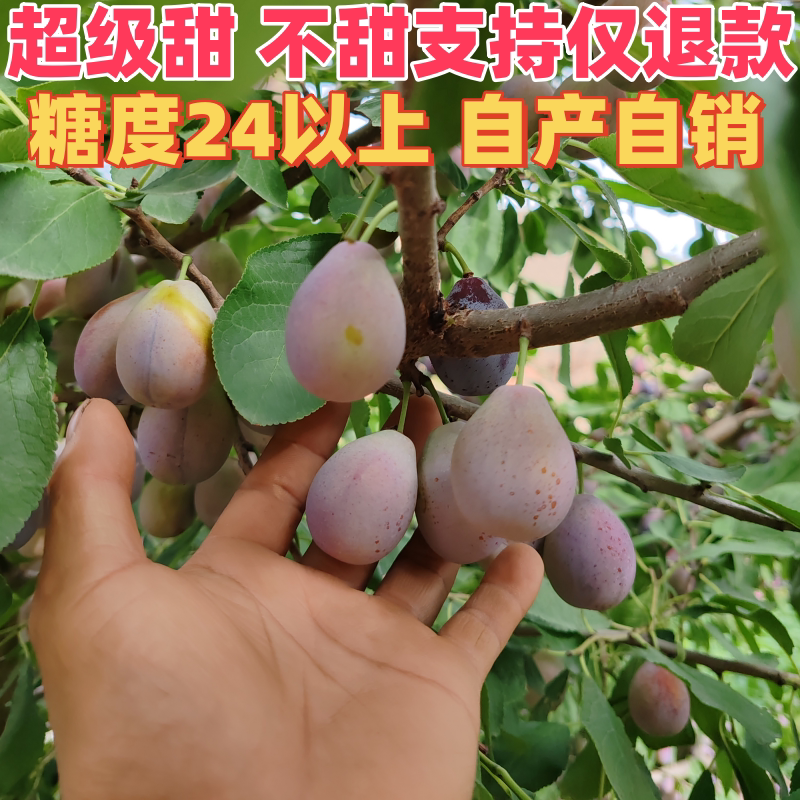 甘肃超级水果法兰西西梅李子当季现摘现发脆甜好吃包邮