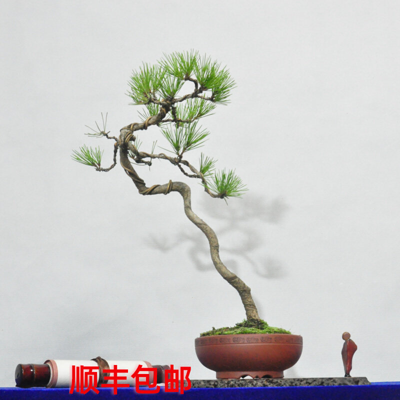 黄山松小品观赏盆景造型室内阳台好养盆栽微型绿植物老桩一物一拍