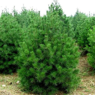 优质白皮松树苗白皮松苗白皮松小苗庭院绿化植物净化空气苗圃直销