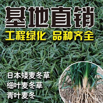 日本矮麦冬草玉龙草庭院草坪绿化地被植物细叶金边耐寒小麦冬草苗