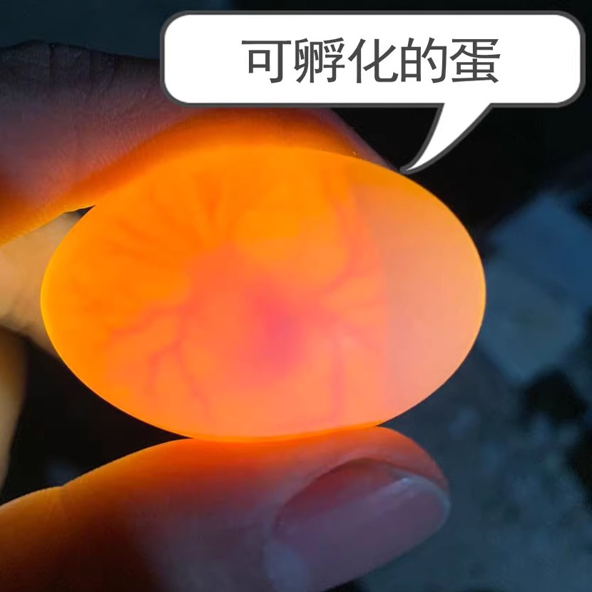 鸽子蛋受精可孵化受精蛋种蛋白羽王银王灰王天翔一号