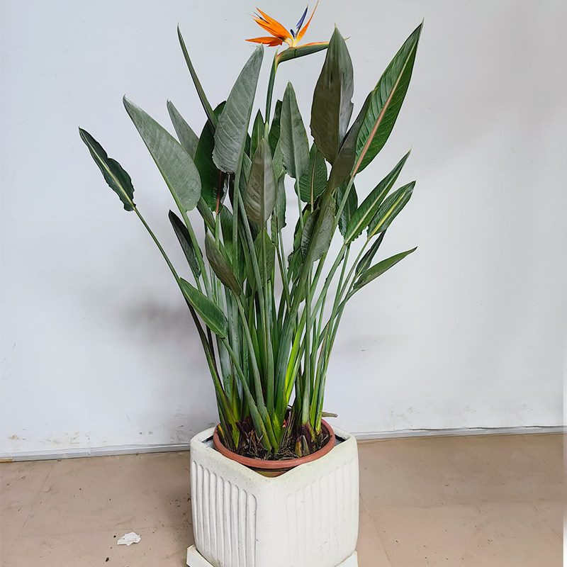 红花天堂鸟鹤望兰阳台庭院大植物图片