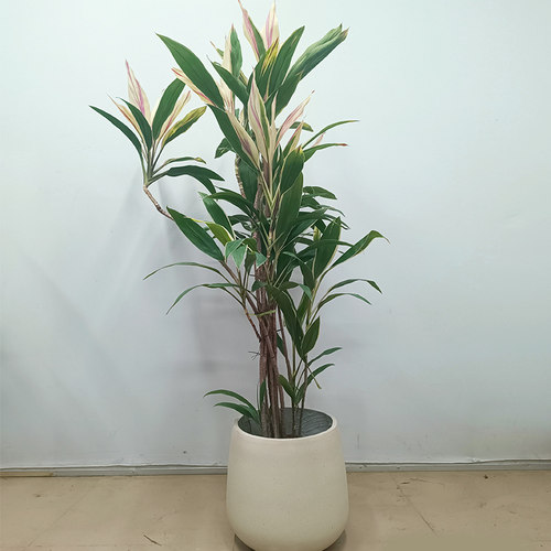 彩虹朱蕉绿植大型落地盆栽