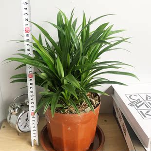 香兰叶斑斓叶班兰叶盆栽可食用香料植物花卉室内小型绿植净化空气