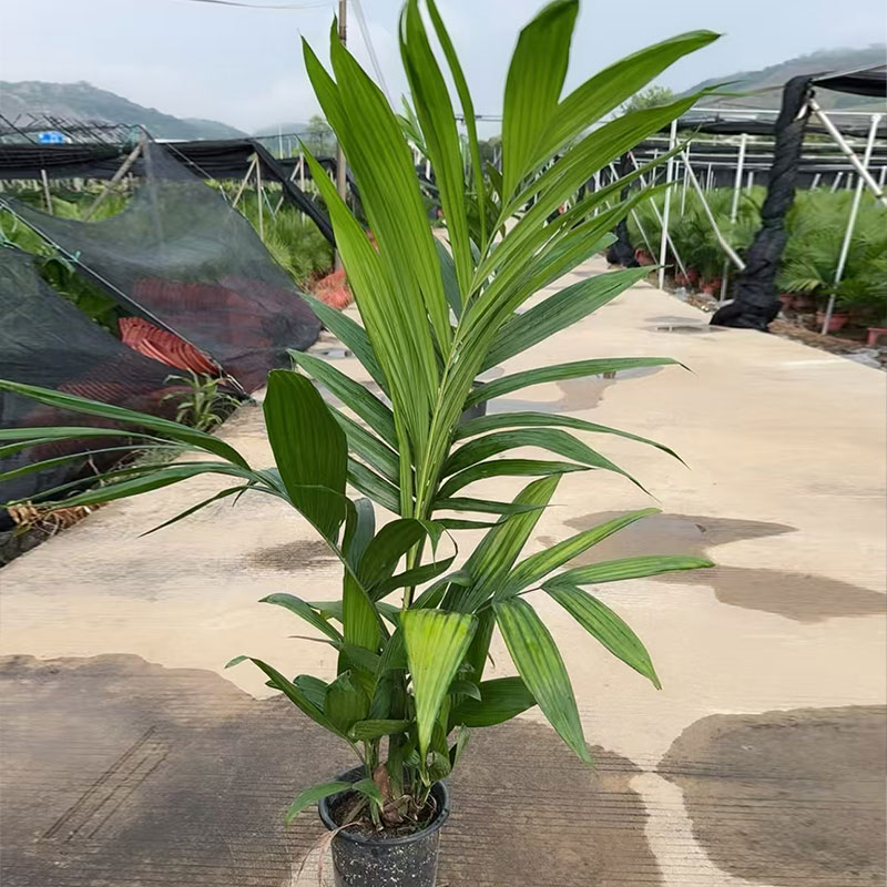 三药槟榔树大型室内庭院客厅椰子树绿植山药槟榔树耐旱热带植物