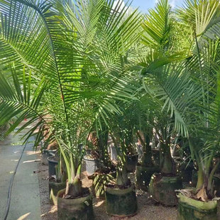 国王椰子树植物室内客厅大型落地绿植室外阳台盆栽净化空气吸甲醛