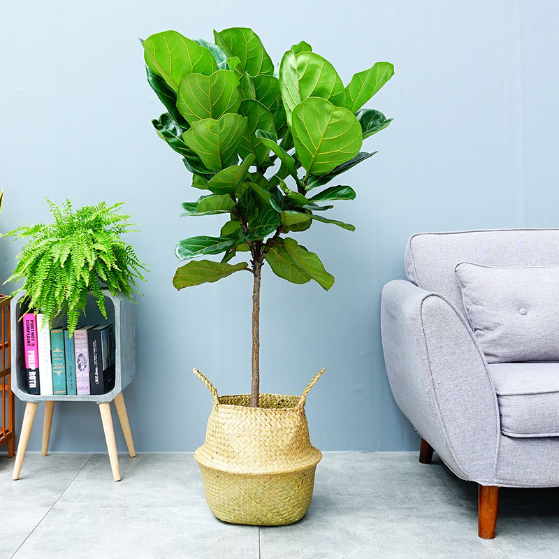 琴叶榕网红盆栽室内好养大叶绿植办公室北欧大型植物客厅净化空气