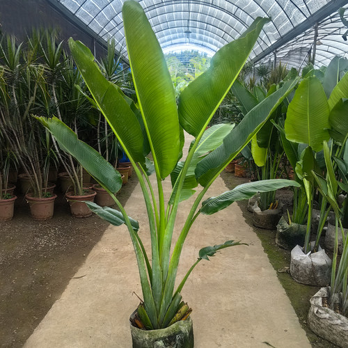 旅人蕉盆栽大型室外绿植天堂鸟