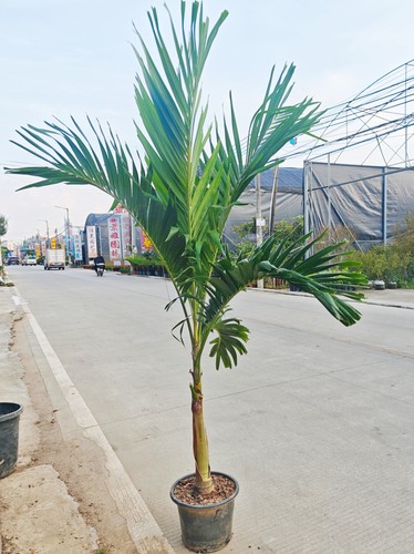 圣诞椰子树盆栽室外椰子树大型绿植热带植物庭院阳台棕榈树盆栽