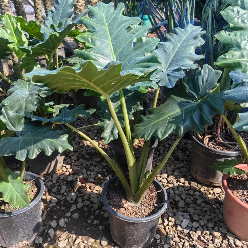 波尔图巨浪海芋盆栽室内客厅阳台大型植物海芋观叶四季常青大绿植