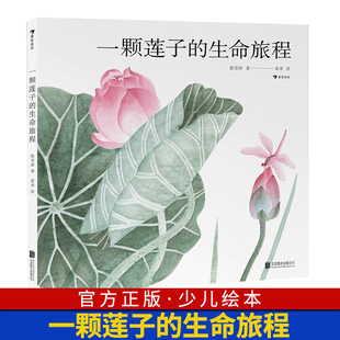 一颗莲子 12岁 生命轮回国风情怀自然科普绘本少儿科普5 一二三年级小学生课外阅读百科书籍 以国画绘出莲 生命旅程