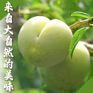 洞磬沟蜂糖李脆甜多汁现采现摘4.5斤