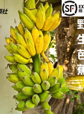 云南野生芭蕉 绿色健康 老品种 丑芭蕉 无农残 顺丰陆运