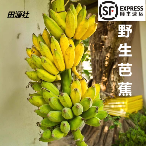 老品种芭蕉野生种植无药水