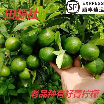 云南老品种青柠檬（有籽）丑柠檬无药水皮薄多汁 京东顺丰包邮