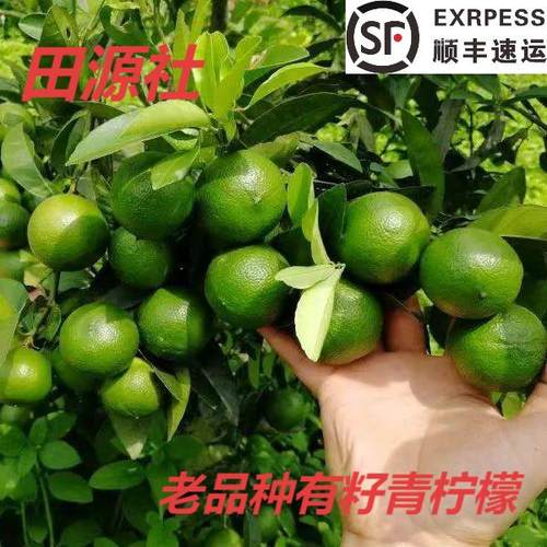 云南老品种青柠檬（有籽）丑柠檬野放小柠檬 京东顺丰包邮