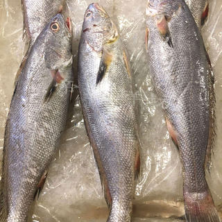 舟山宁波石浦鲜活海鲜东海野生米鱼 鮸鱼 一条8两-1斤