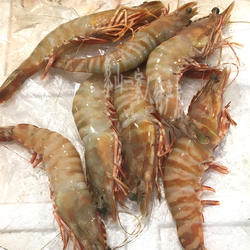 东海海鲜鲜活野生黄虾大对虾明虾斑节虾九节虾竹节虾一斤4-6个
