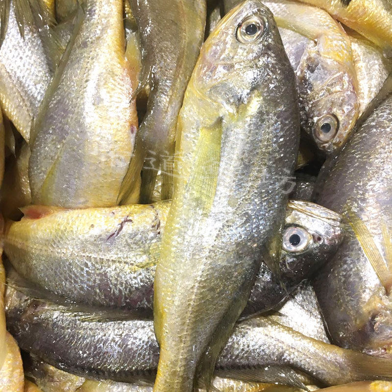 舟山宁波石浦东海新鲜野生小黄鱼/黄花鱼【非养殖】一斤8-12条