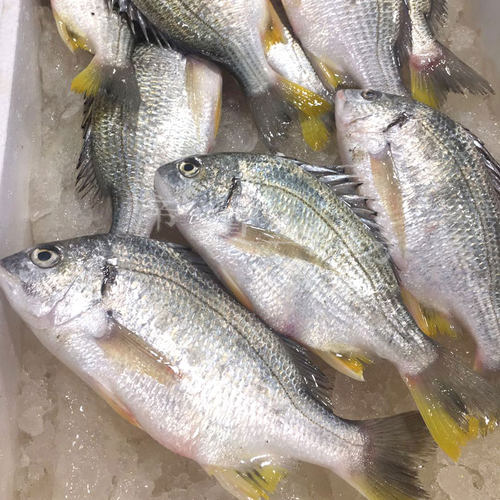 舟山宁波东海新鲜海鲜鲜活海鲫鱼