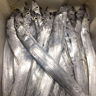 舟山宁波石浦小眼睛东海新鲜带鱼海鲜野生带刀鱼非养殖2斤装3-4条